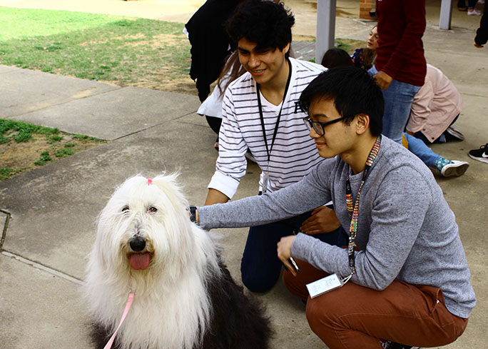 Therapy dogs main attraction during anti-stress week