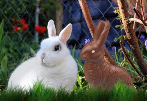 Although rabbits can make delightful companions, they’re not easy-care pets. Rabbits are the third most popular pet in America, after cats and dogs, according to the Humane Society of the United States—and the third most abandoned. 