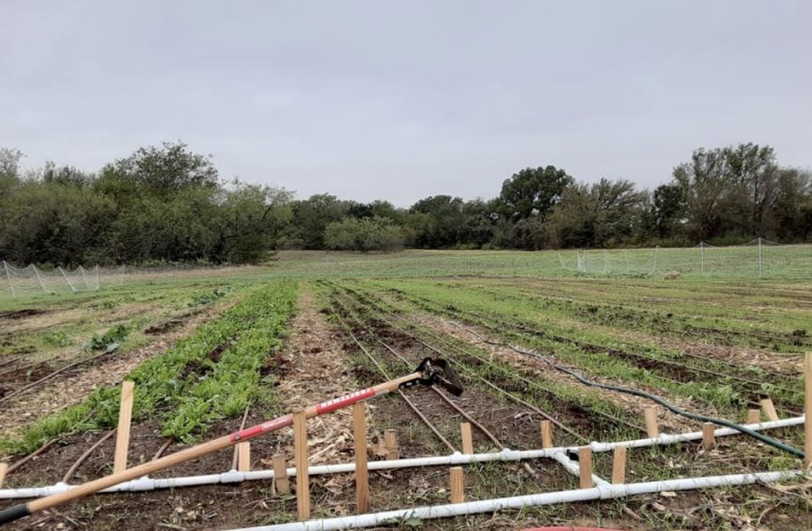 Spanish teacher Maggie Loudermilk and her husband own six acres and have started selling their homegrown, eco-friendly fruits and vegetables.