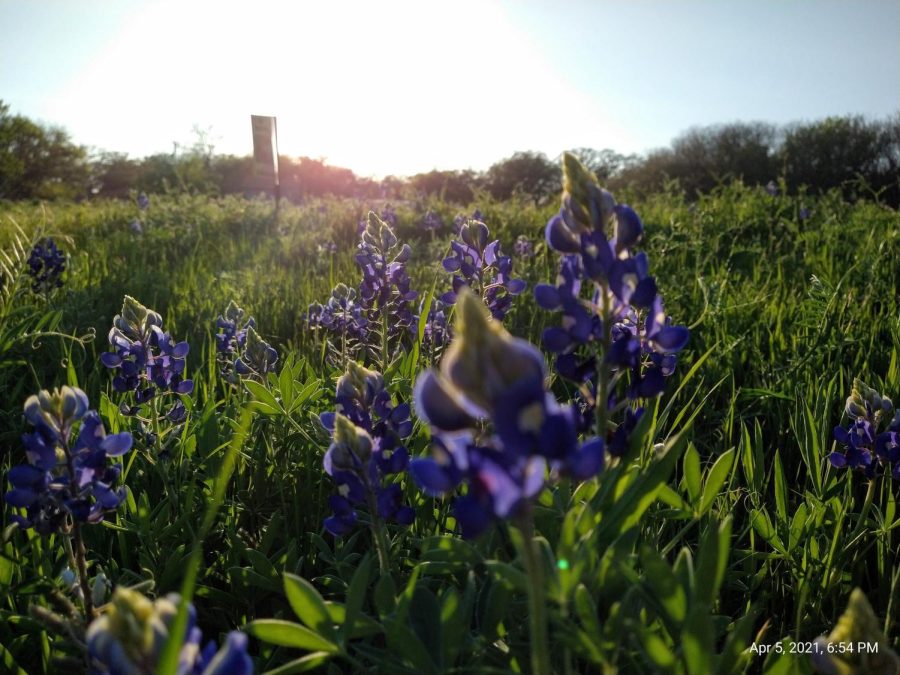 Blue Afternoon