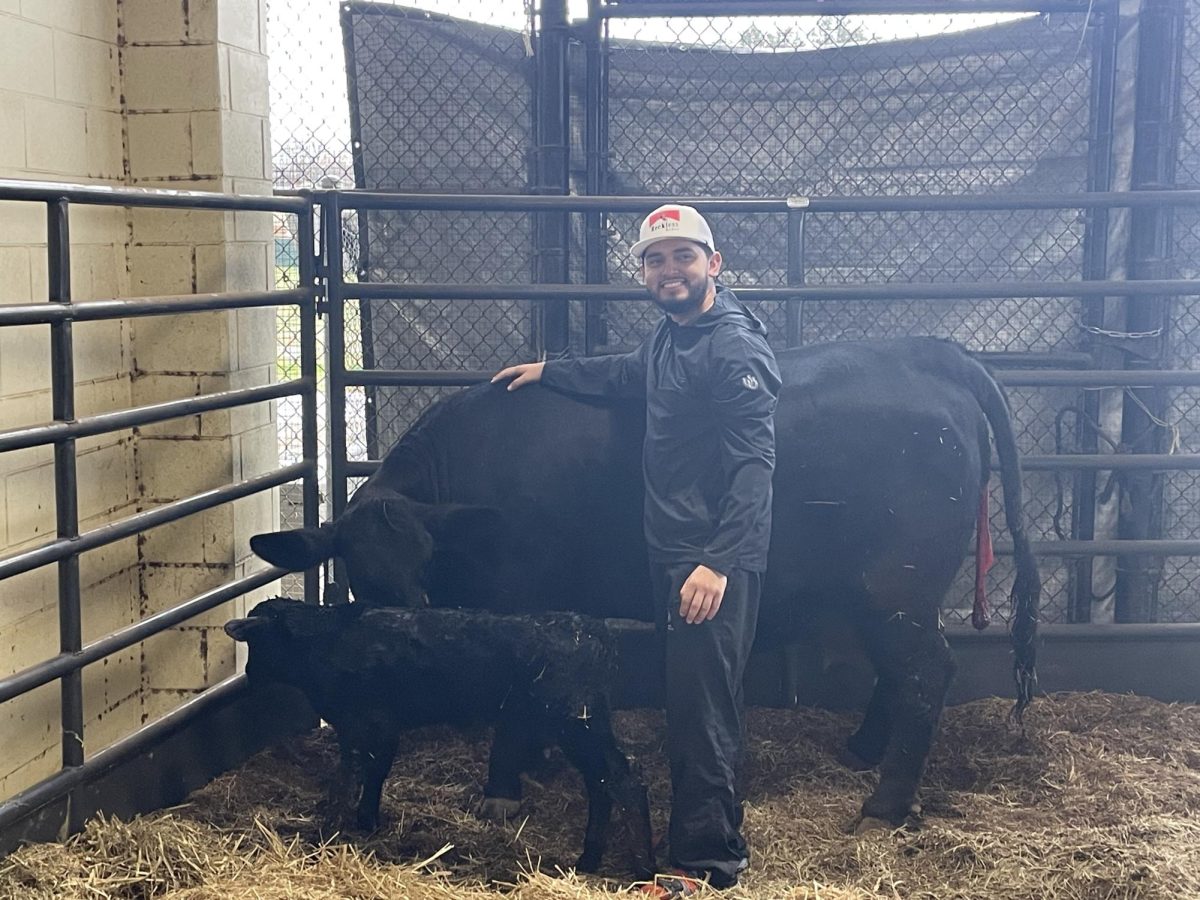 Ismael Plata smiles proudly with his cow Betty and her new bull calf Big Bert.